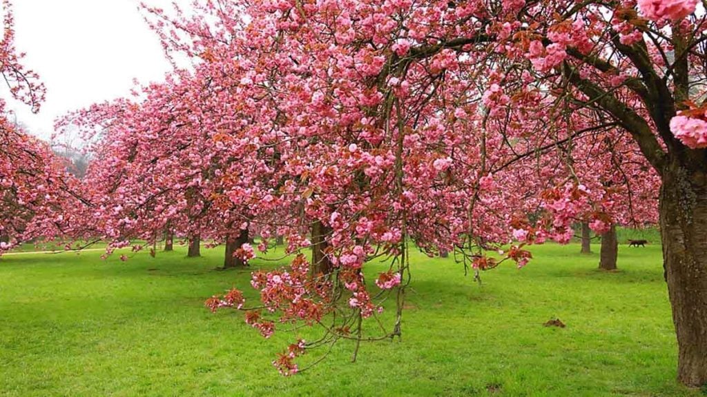 15 parcs français à voir absolument ce printemps