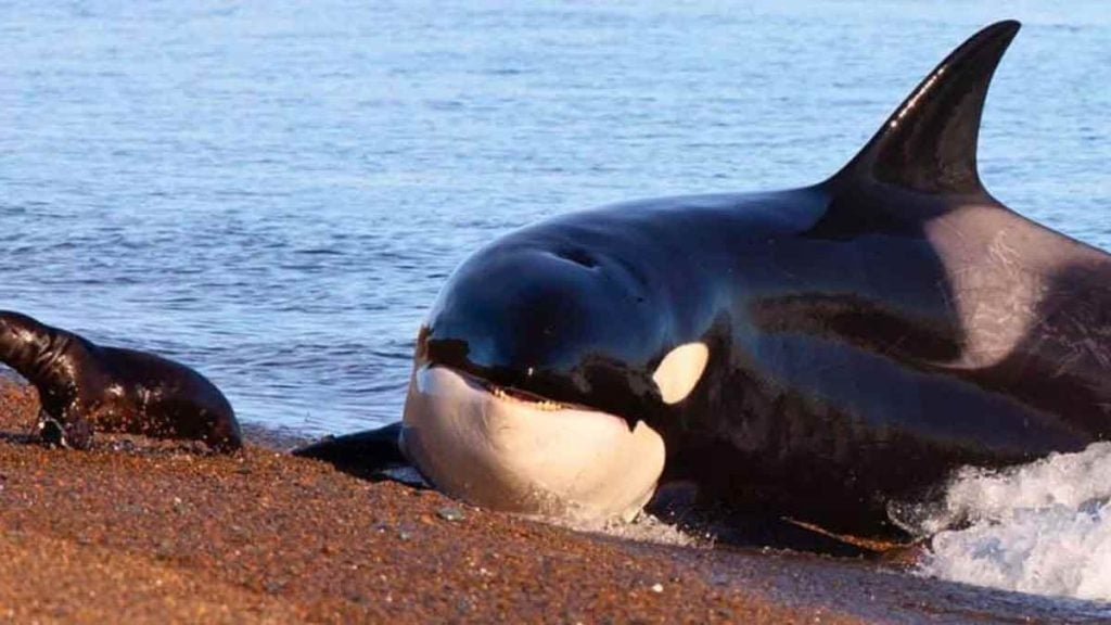 C’est officiel, les dauphins et les orques ont franchi le seuil de non-retour de l’évolution pour vivre sur la terre ferme
