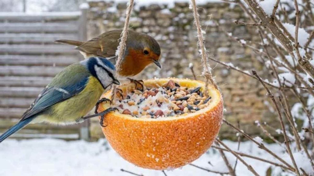 Cet objet à déposer sur la mangeoire des oiseaux est incroyablement efficace pour les attirer pendant le printemps