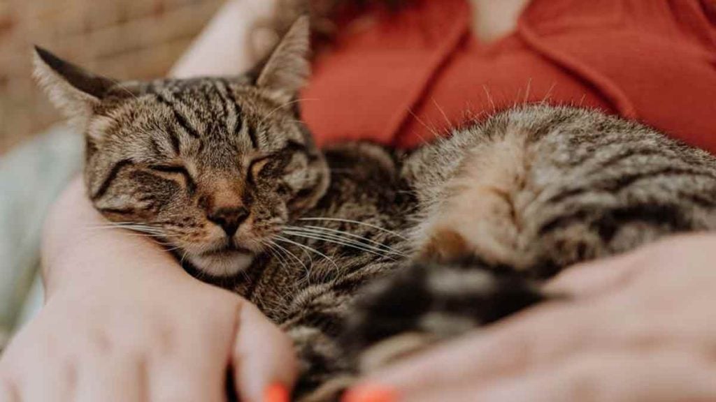 Chats domestiques  l’interdiction qui pourrait bientôt changer les habitudes des propriétaires
