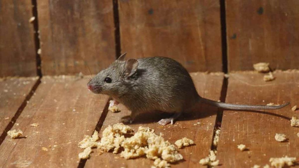 Fini les rats dans le jardin ce produit très utilisé en cuisine intrigue même les jardiniers professionnels