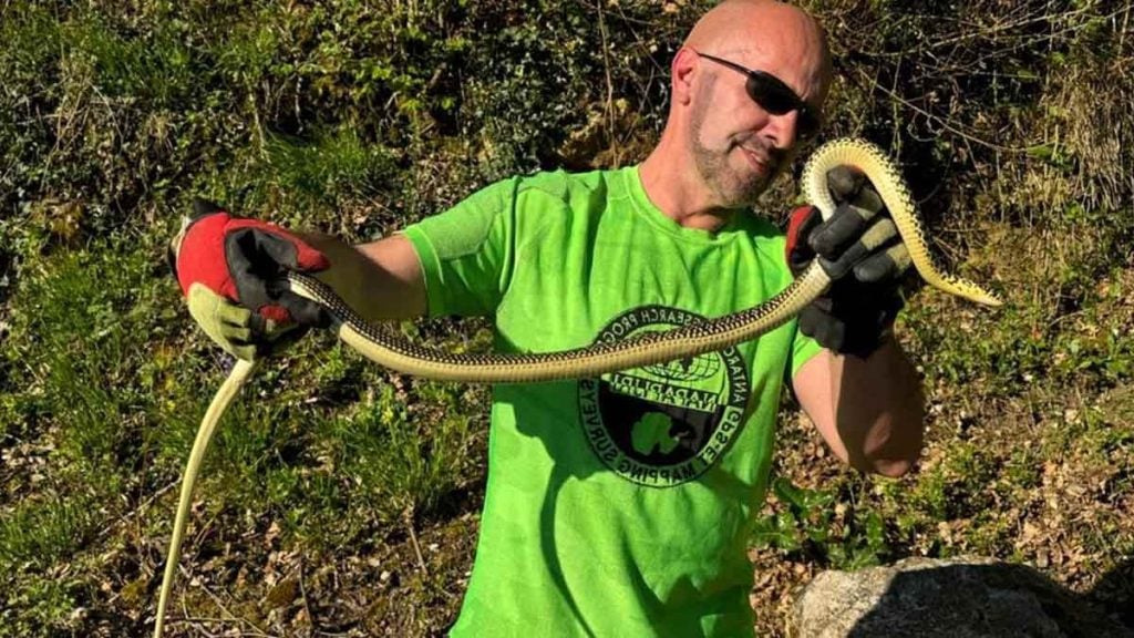 La préfecture de Guadeloupe relance l’appel à témoignages pour retrouver des couresses, serpents rares et inoffensifs