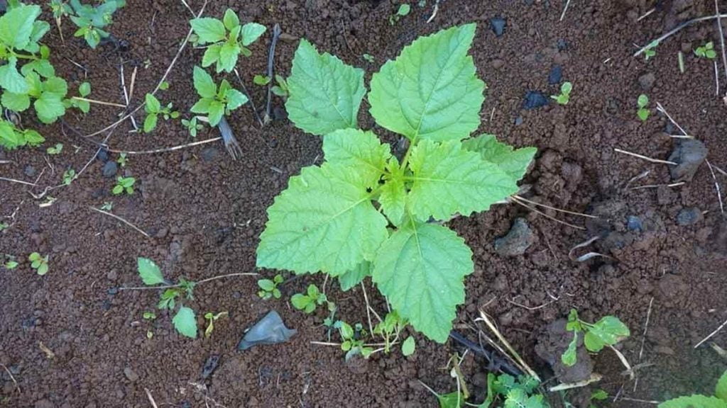 Les anciens le savaient, les agronomes le confirment  ce semis protège votre sol mieux que tous