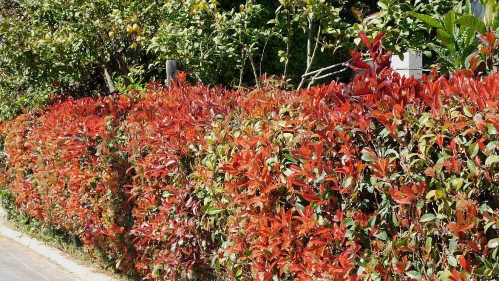 Les haies de photinia c’est fini  cet arbuste coloré et sans effort va le remplacer dans tous les jardins au printemps 2026