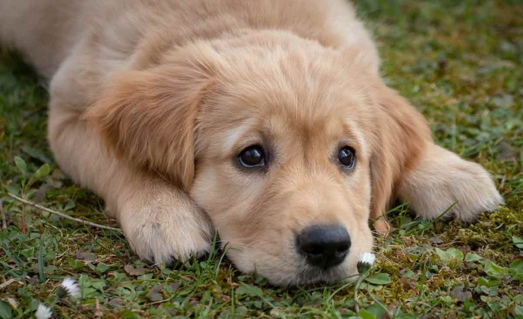 Témoignage  elle affirme que son chien a sacrifié sa vie pour lui éviter un choix déchirant