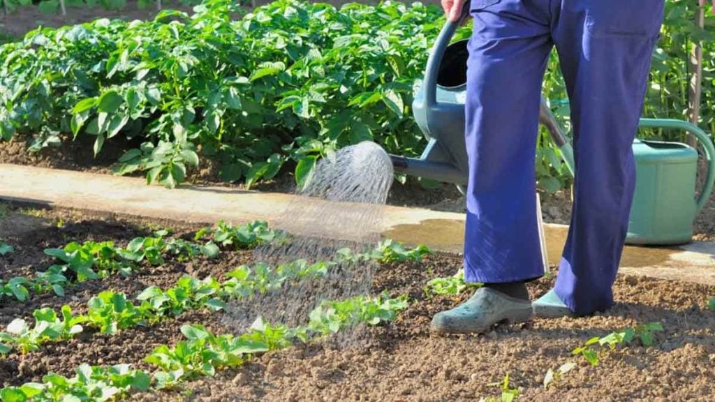 Usucapion  comment jardiner chez un voisin peut permettre de devenir propriétaire
